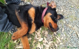 Rottweiler cani in vendita: Cucciolone 1°scelta a Province of Pistoia - Immagine 4