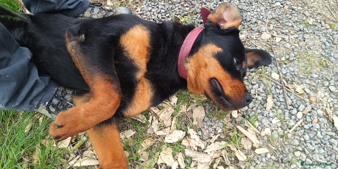 Rottweiler cani in vendita: Cucciolone 1°scelta a Province of Pistoia - Immagine 4