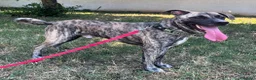 Meticcio cani in regalo: VITO CERCA CASA - Annuncio 6