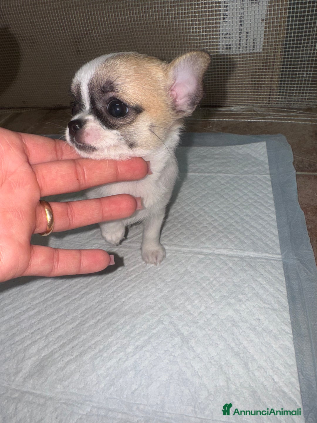 Chihuahua cani in vendita: Cucciole di chihuahua - Annuncio 3