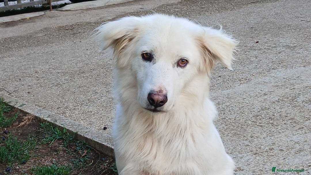 Meticcio cani in regalo: LUPIN MERITA UNA VITA VERA, NON LO CREDI ANCHE TU - Annuncio 2