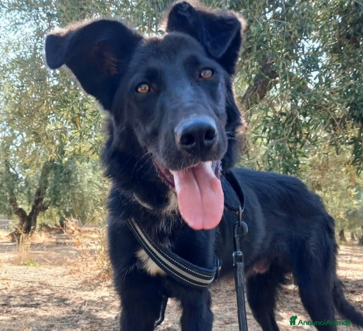 Meticcio cani Buio, un cucciolo in cerca di aiuto  - Annuncio 3