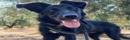 Meticcio cani in regalo: Buio, un cucciolo in cerca di aiuto  - Annuncio 1