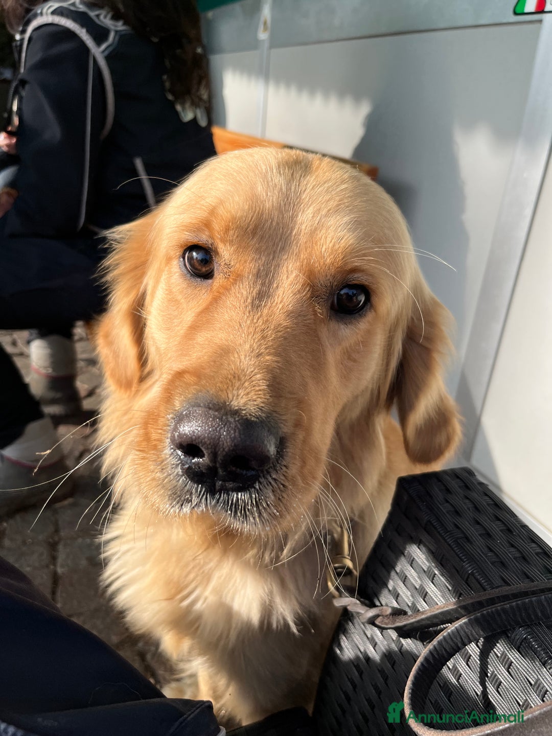 Golden Retriever cani per accoppiamento: Cercasi Golden Femmina per accoppiamento  - Annuncio 5