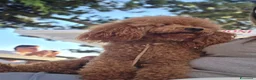 Barboncino cani in vendita: Barboncino nani red - Annuncio 11