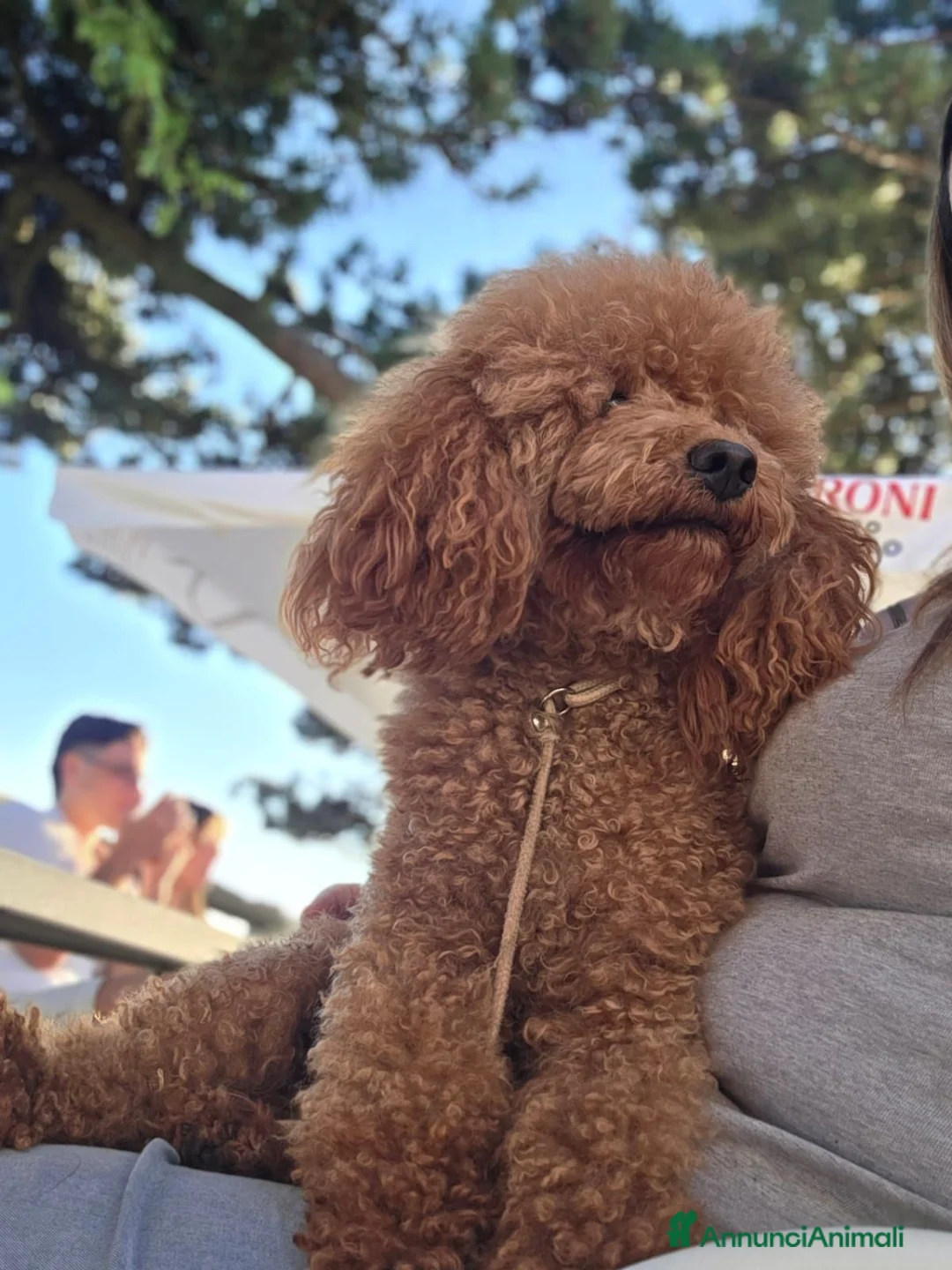 Barboncino cani in vendita: Barboncino nani red - Annuncio 11