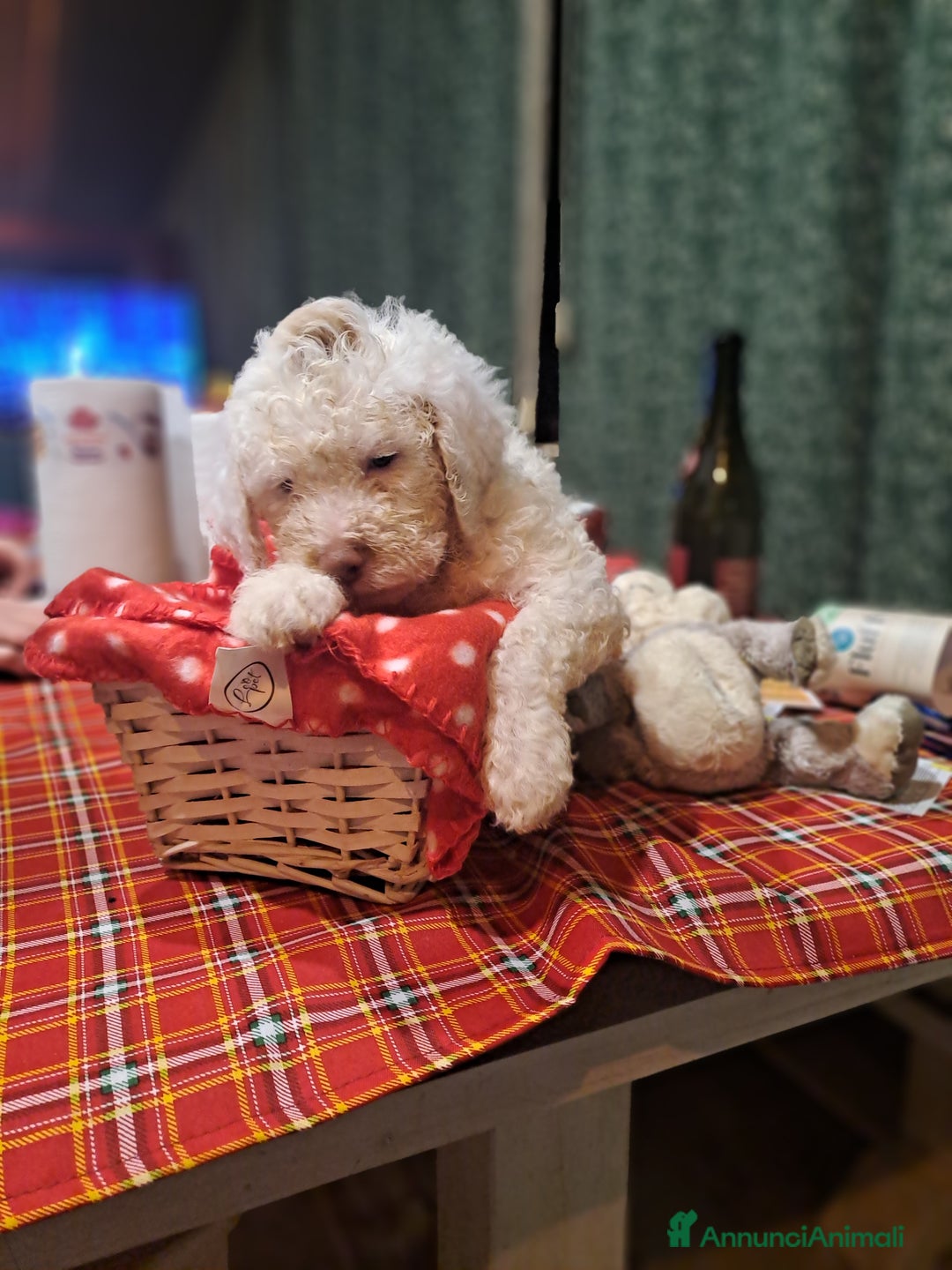 Lagotto cani in vendita: Cuccioli di Lagotto Romagnolo  - Annuncio 3