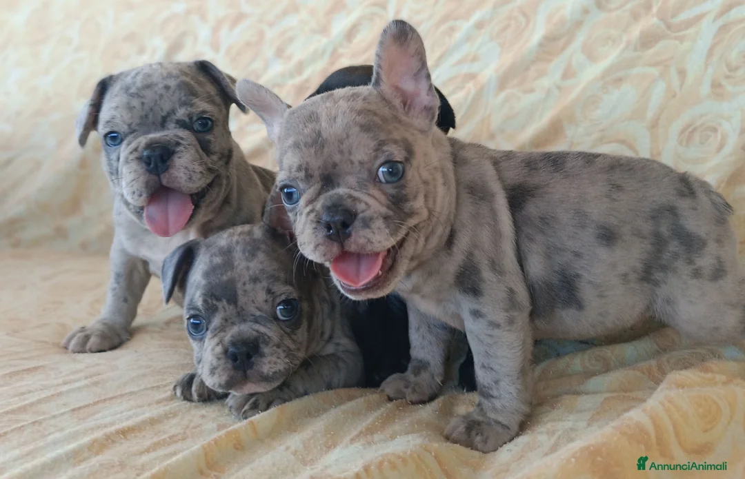 Bulldog Francese cani in vendita: Bulldog francese cuccioli  - Annuncio 1