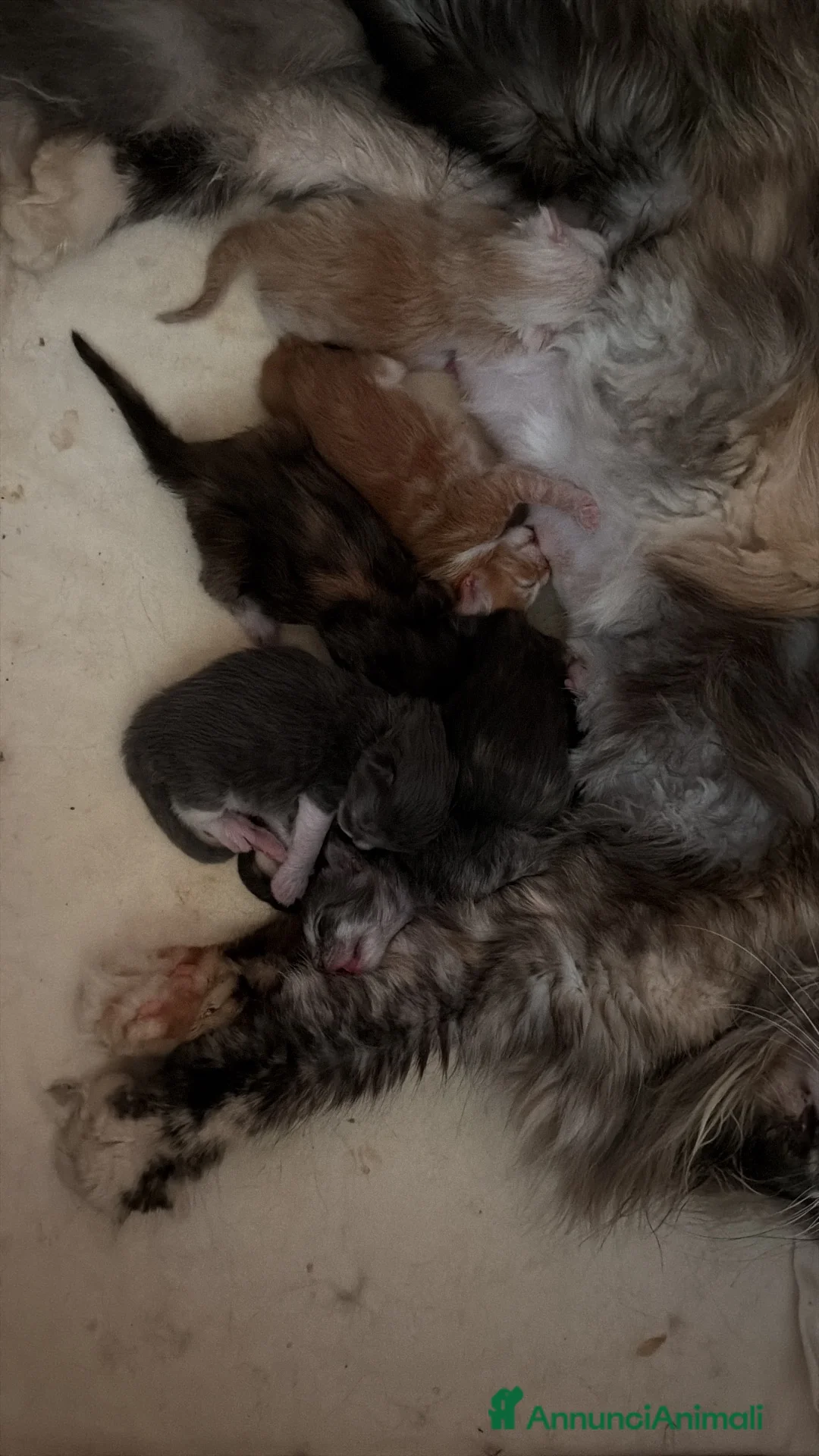 Maine Coon gatti in vendita: Maine Coon splendide femmine  - Annuncio 23