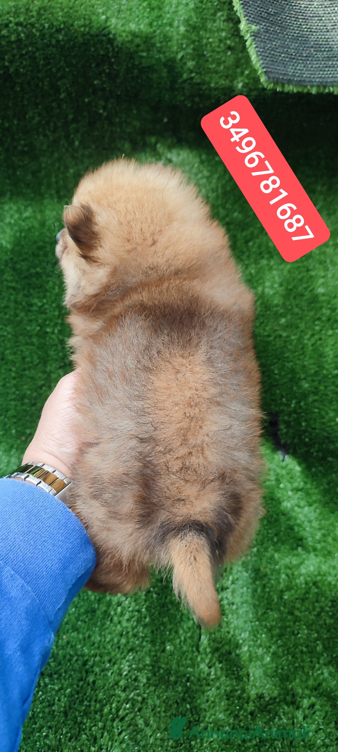 Spitz cani in vendita: SPITZ TEDESCO PICCOLO stupenda batuffolina - Annuncio 2