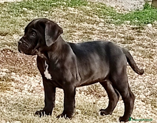 Cane Corso cani Cuccioli di cane corso  - Annuncio 1