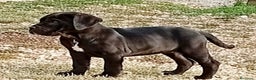 Cane Corso cani in vendita: Cuccioli di cane corso  - Annuncio 1