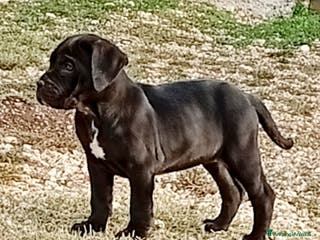 Cane Corso cani Cuccioli di cane corso - Annuncio 4