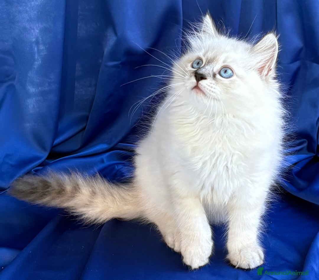 Siberiano gatti in vendita: Cuccioli di gatto Siberiano Neva Masquerade - Immagine 3