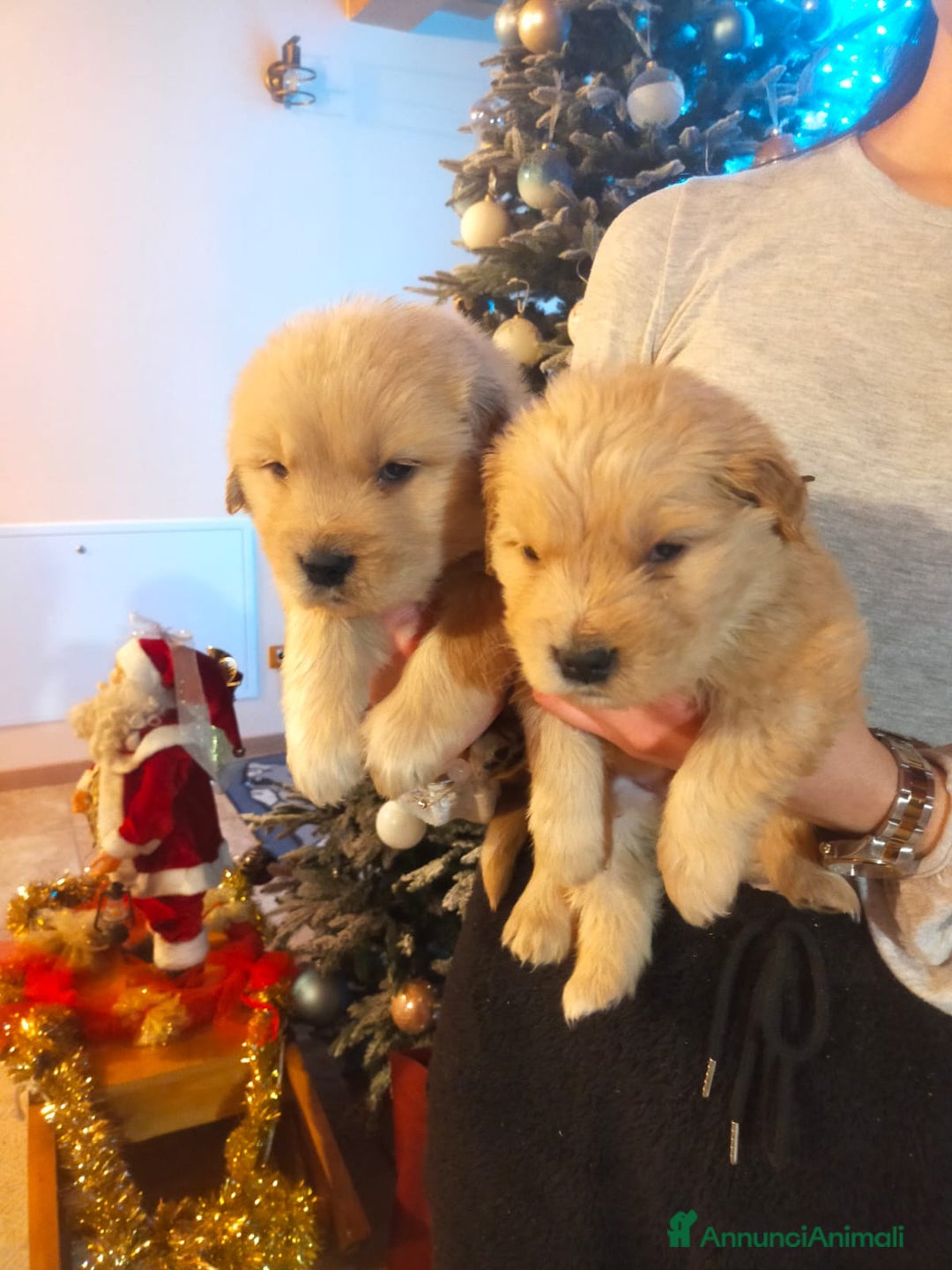 Golden Retriever cani in vendita: Golden americani  - Annuncio 5