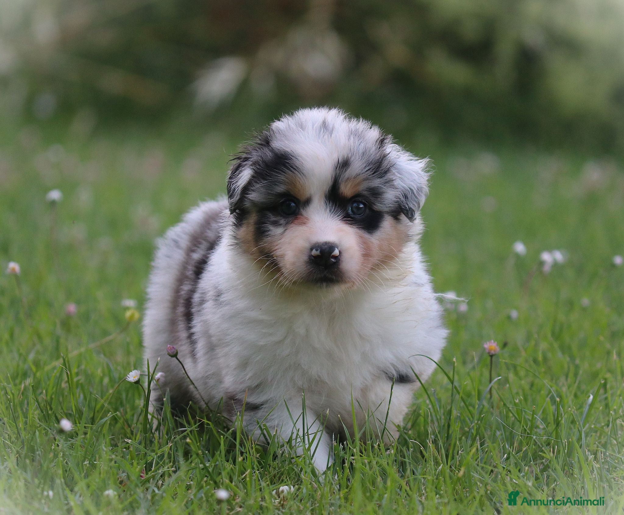 Australian Shepherd cani Cucciolini di Australian Shepherd- Cucciolata Enya - Annuncio 2