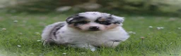 Australian Shepherd cani in vendita: Cucciolini di Australian Shepherd- Cucciolata Enya - Annuncio 1