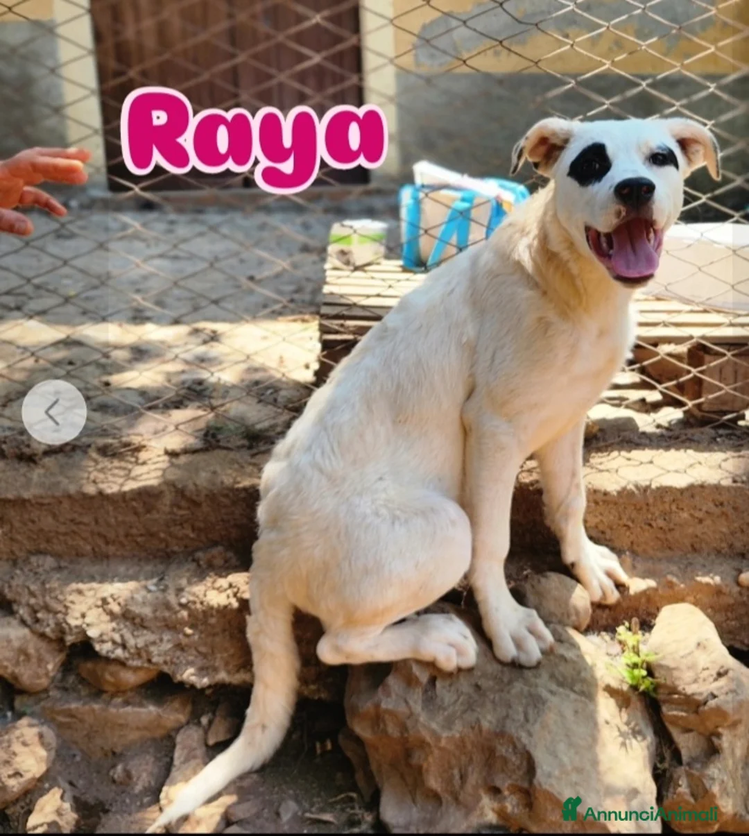 Meticcio cani in regalo: Quasi 7mesi mix molossini NESSUNO LI NOTA.CALABRIA - Annuncio 4