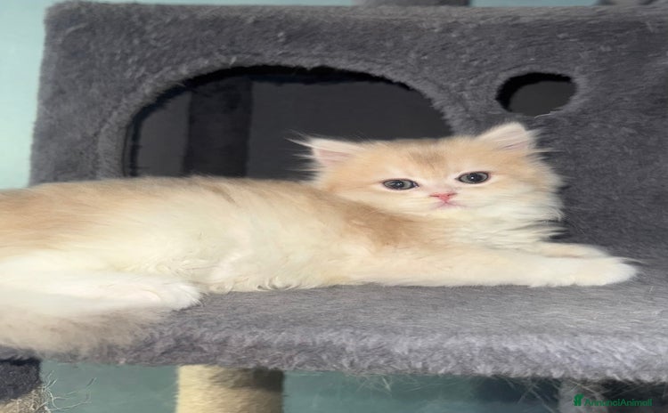 British gatti a Città Metropolitana di Torino - Annuncio 6