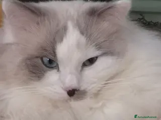 Ragdoll gatti Il regale Matisse cerca una principessa - Annuncio 10