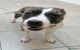 Pitbull cani in regalo: Pitbull 3anni equilibrato,ok bimbi URGENTE GENOVA a Città metropolitana di Milano - Immagine 7
