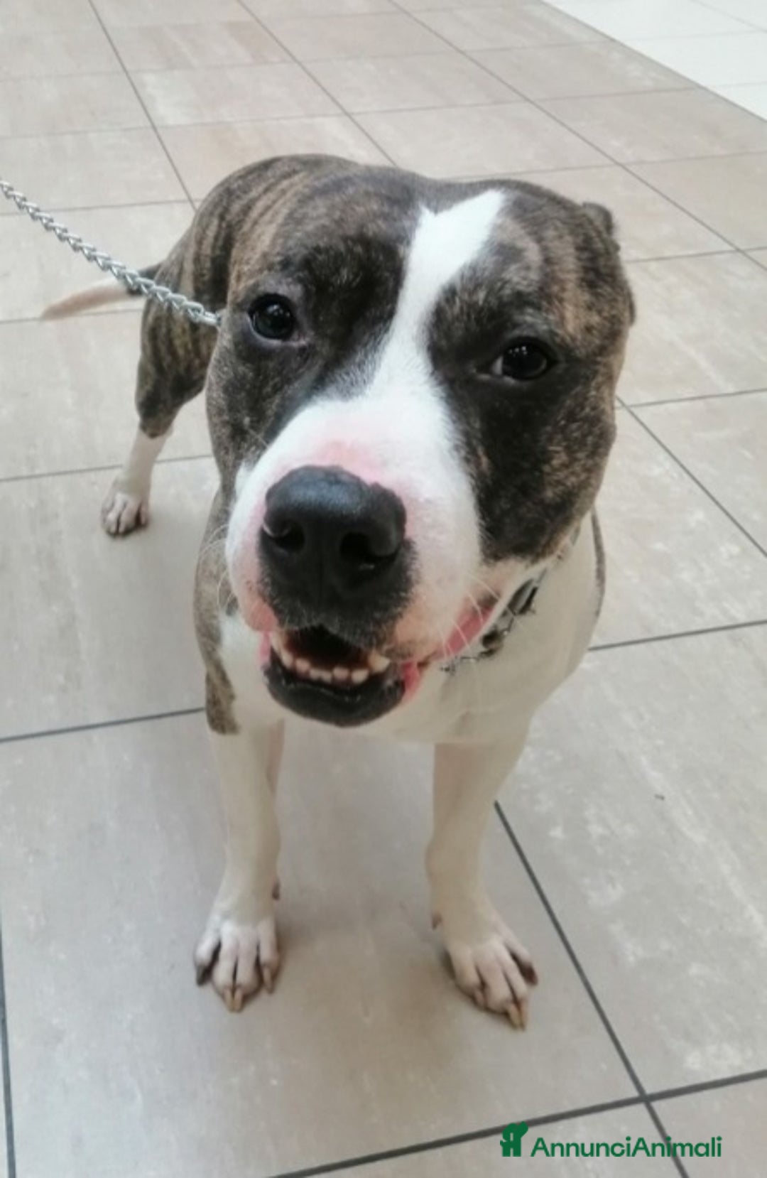 Pitbull cani in regalo: Pitbull 3anni equilibrato,ok bimbi URGENTE GENOVA a Città metropolitana di Milano - Immagine 7