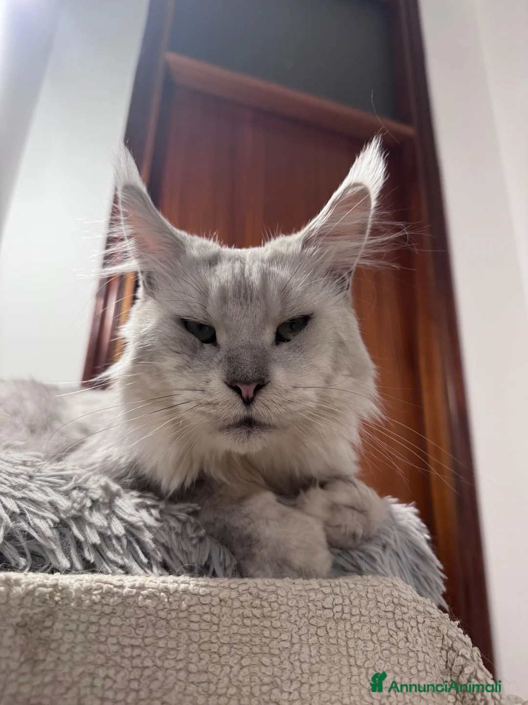 Maine Coon gatti per accoppiamento: Maschio blue shaded per monta - Annuncio 2