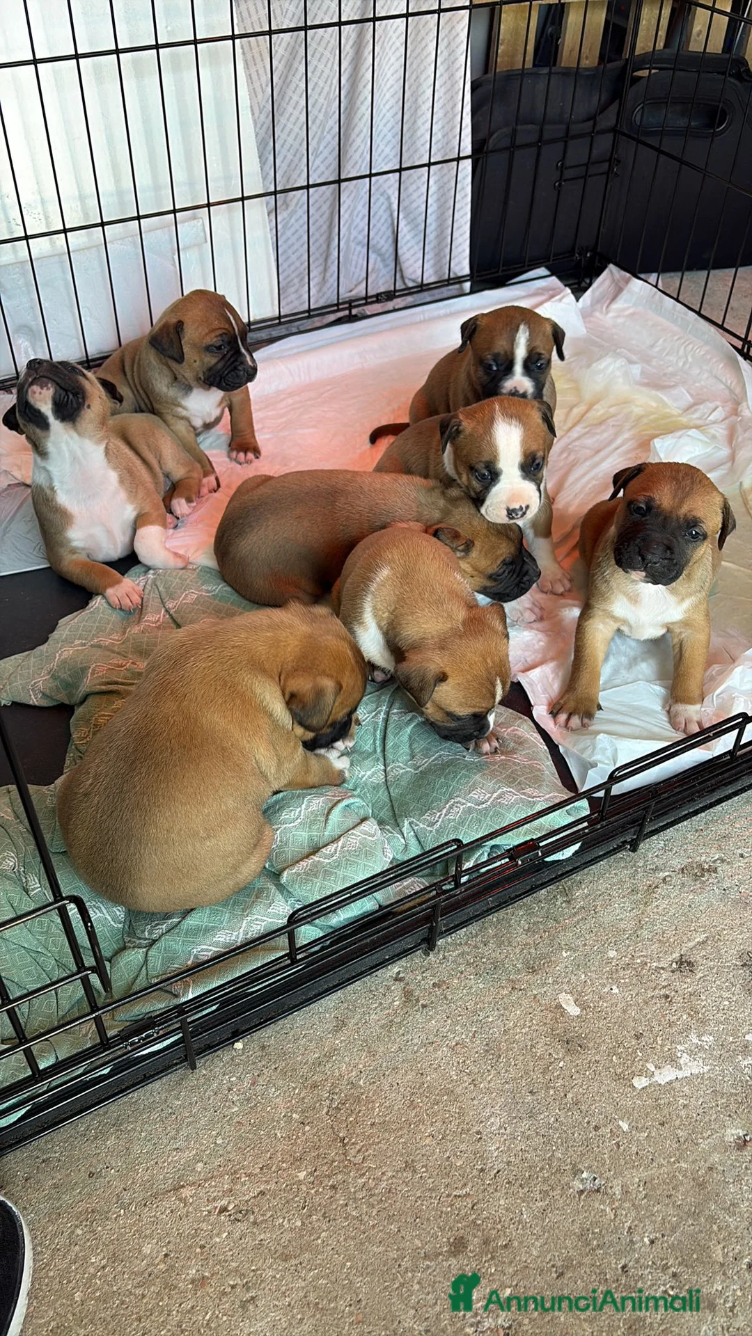 American Staffordshire cani in vendita: Cuccioli di Amstaff - Annuncio 2