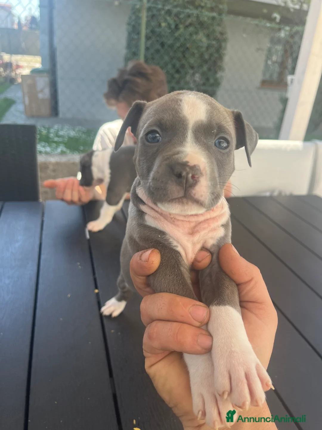 American Staffordshire cani in vendita: Cuccioli di Amstaff blu a Provincia di Bergamo - Annuncio 2