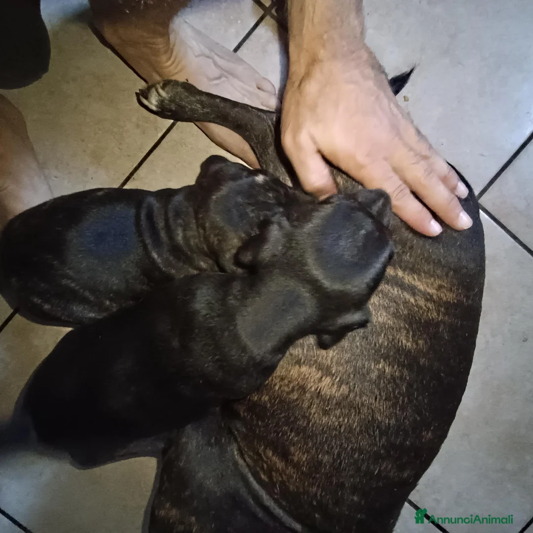 Staffordshire cani in vendita: Staffordshire bull terrier  a Provincia di Pavia - Annuncio 5