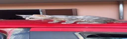 Europeo gatti in regalo: Tigratina  - Annuncio 3