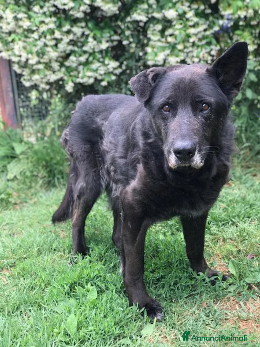 Meticcio cani in regalo: Nonno Martin, adozione del cuoricino - Annuncio 2