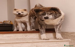 Akita Inu cani in vendita: Cuccioli di Akita inu a Provincia di Pescara - Immagine 5
