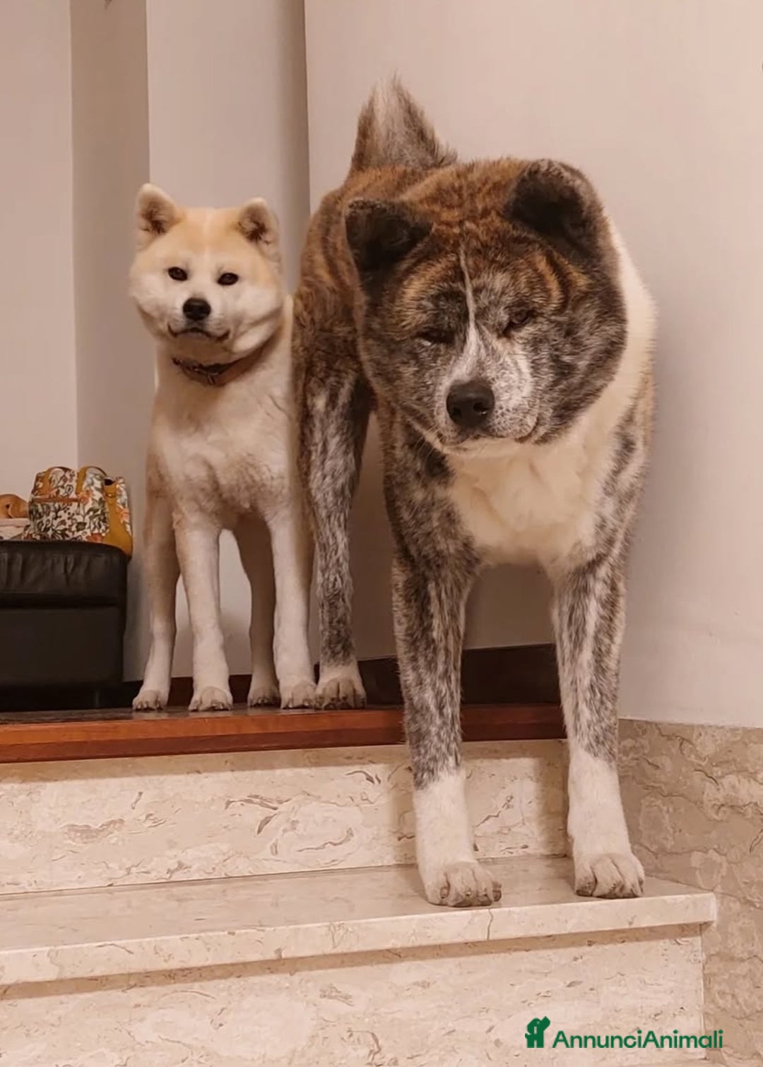 Akita Inu cani in vendita: Cuccioli di Akita inu a Provincia di Pescara - Immagine 5