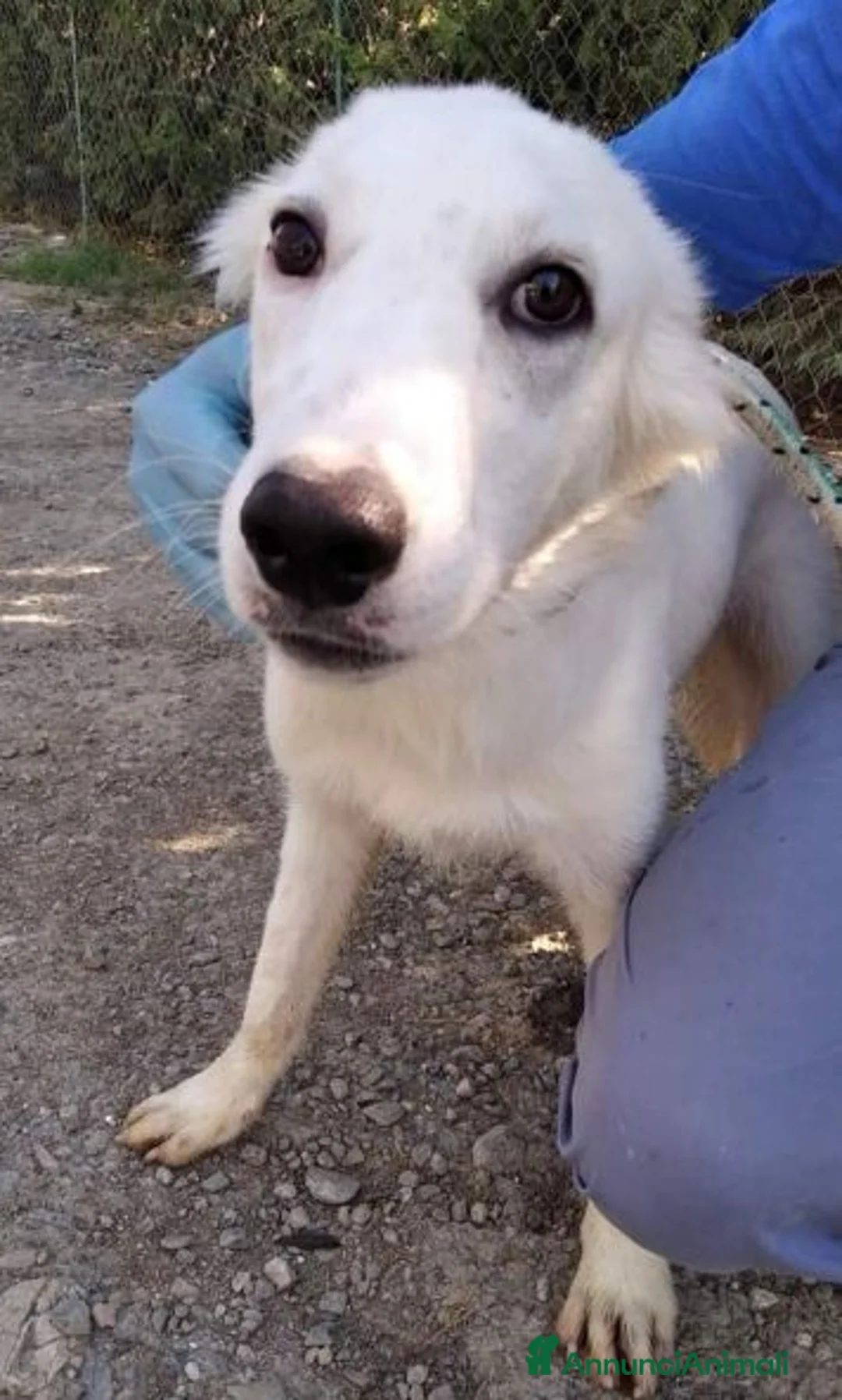 Meticcio cani in regalo: CHARLIE dolce troste musetto - Annuncio 1