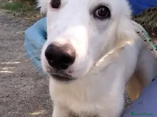 Meticcio cani CHARLIE dolce troste musetto - Annuncio 11