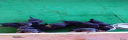 Rottweiler cani in vendita: Vendo cuccioli di Rottweiler  - Annuncio 2
