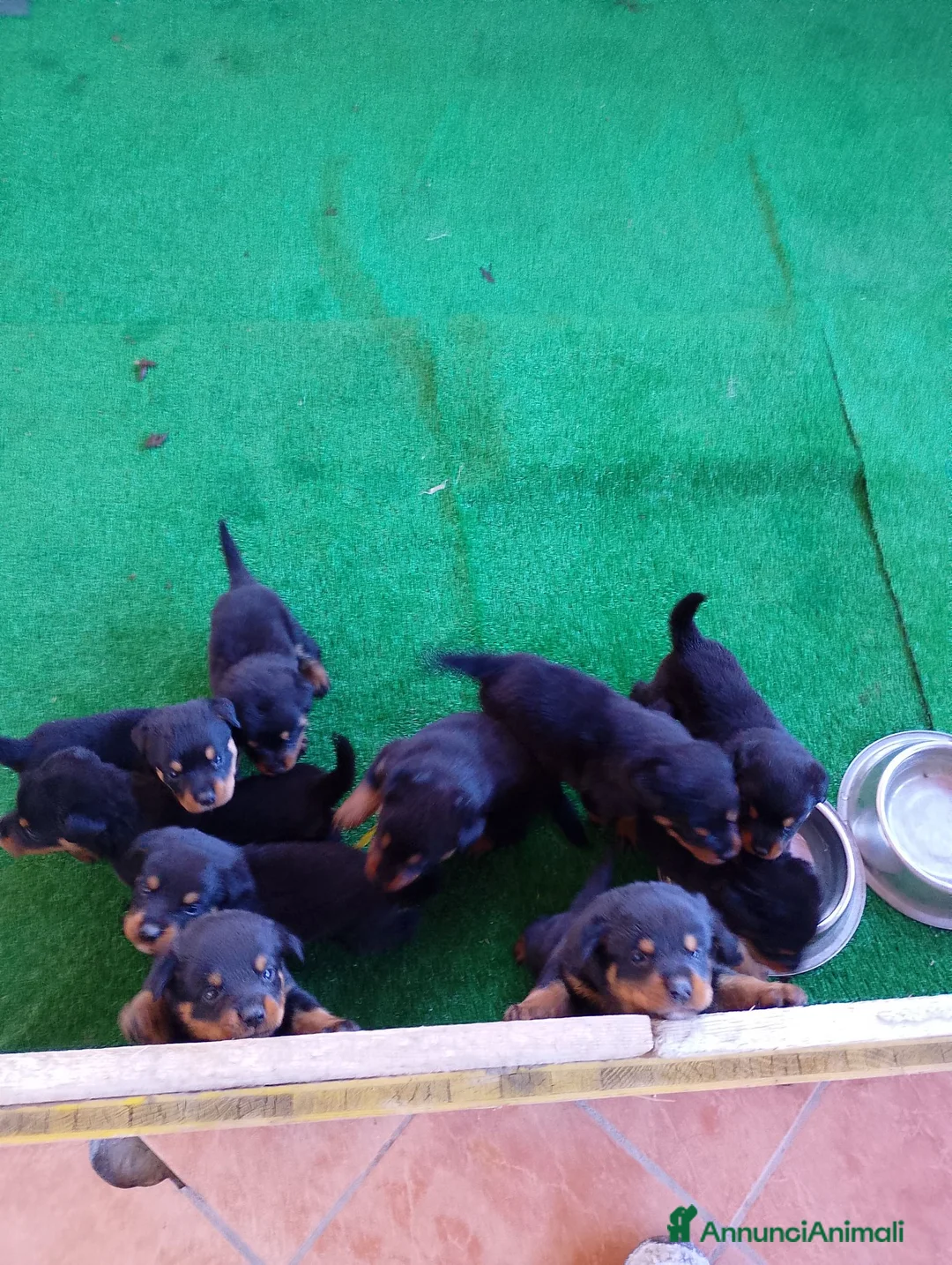 Rottweiler cani in vendita: Vendo cuccioli di Rottweiler  - Annuncio 2