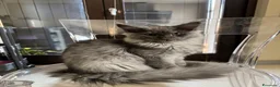 Maine Coon gatti in vendita: Cucciolo di razza Maine Coon con pedigree AFeF - Annuncio 4