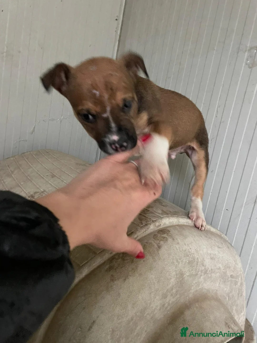 Meticcio cani in regalo: MI ADOTTI? - Annuncio 5