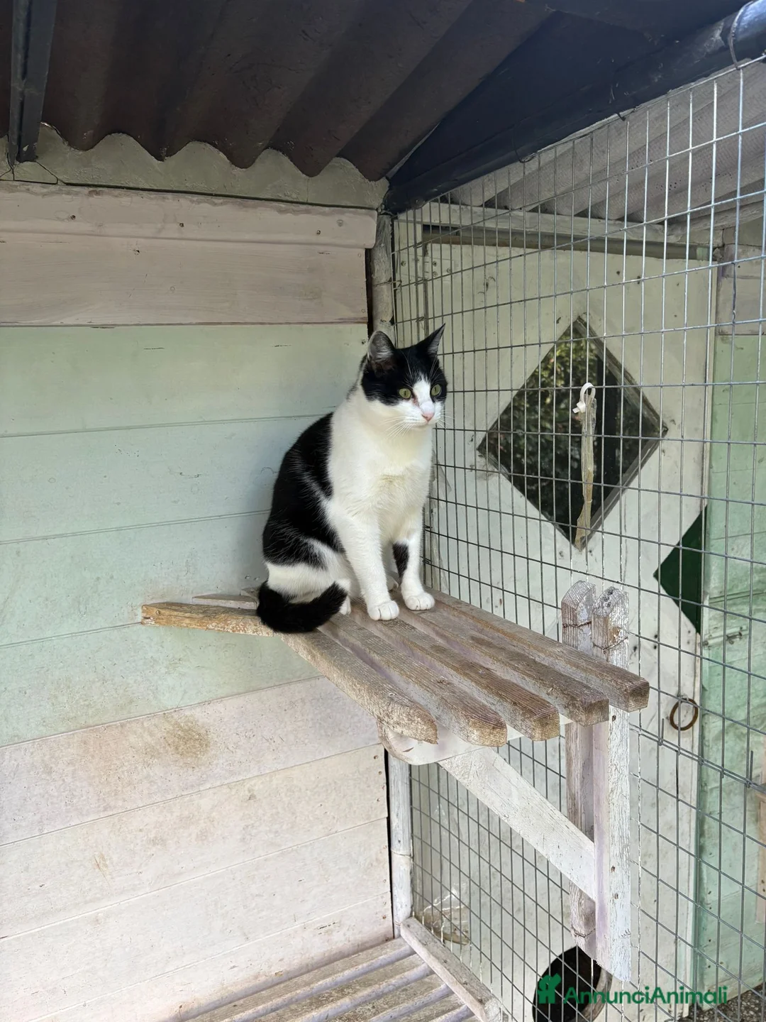 Europeo gatti in regalo: Gattina bianca e nera - Annuncio 5