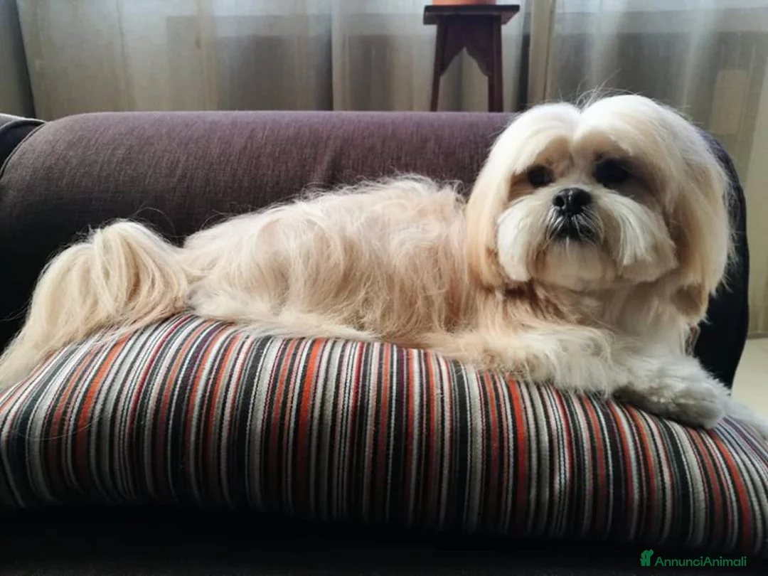 Immagine della galleria {{count}}