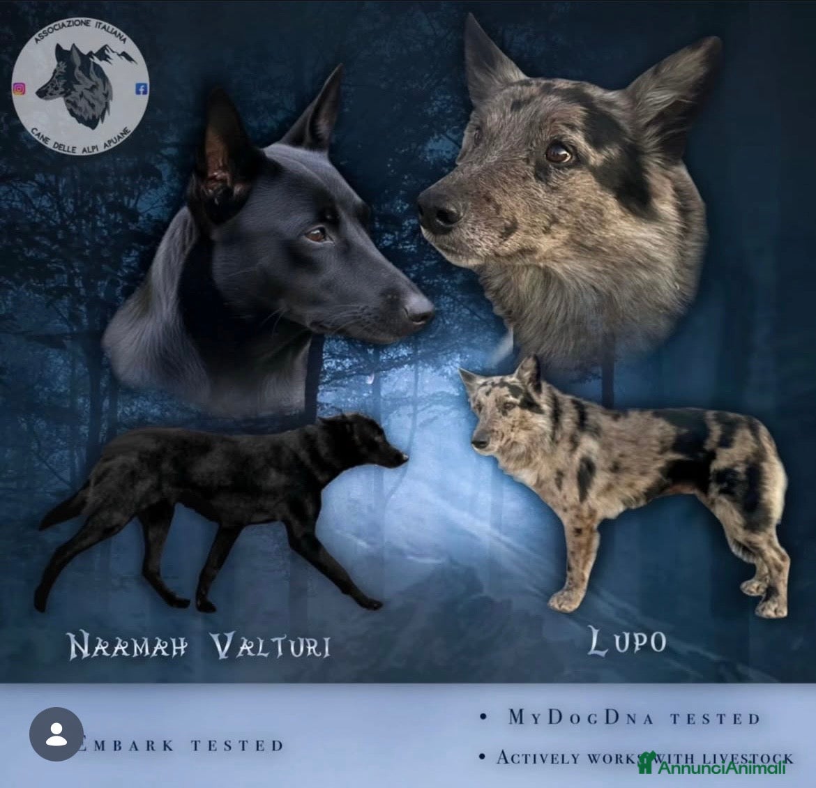 Cane delle Alpi Apuane cani Cane delle Alpi Apuane  a Provincia della Spezia - Annuncio 1