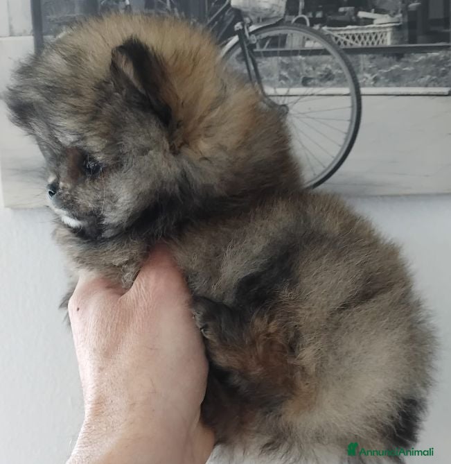 Volpino Pomerania cani Volpino Pomerania  - Annuncio 3