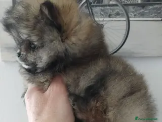 Volpino Pomerania cani Volpino Pomerania - Annuncio 3