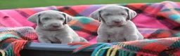 Weimaraner cani in vendita: Cuccioli Weimaraner - Maschio - Annuncio 4