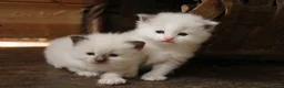 Ragdoll gatti in vendita: Ragdoll cuccioli con pedigree  - Annuncio 4