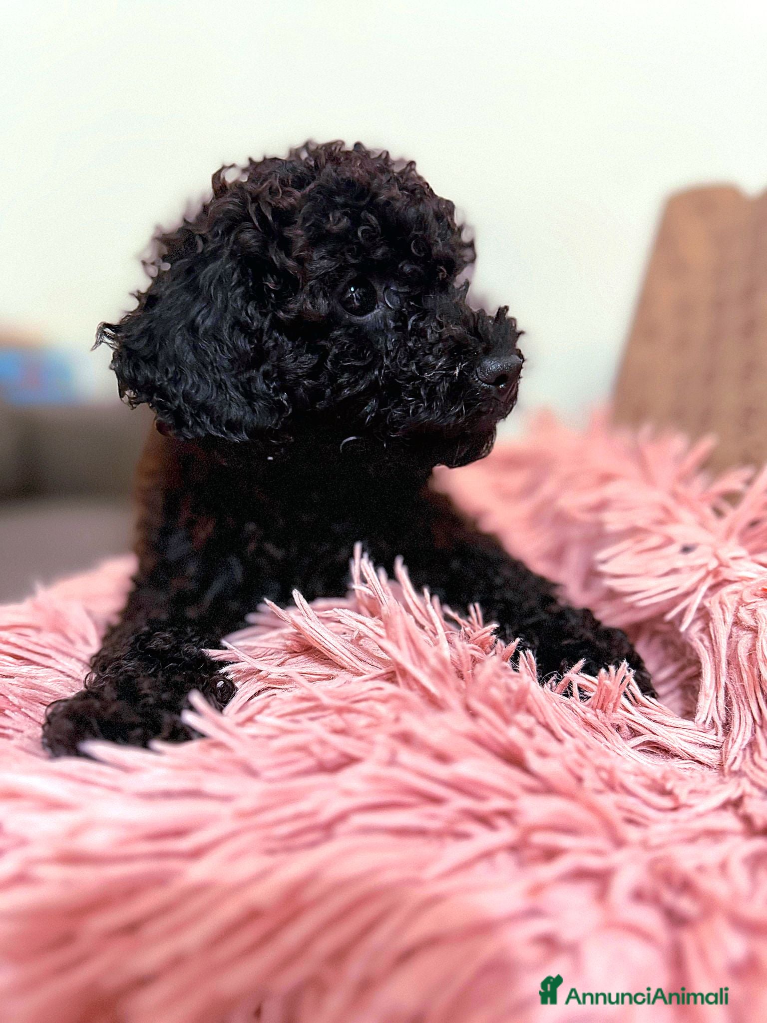 Barboncino cani Cucciola di Barboncino Nano Nera - Annuncio 4
