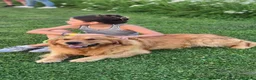 Golden Retriever cani in vendita: Allevamento sleepingbeauty golden - Annuncio 6