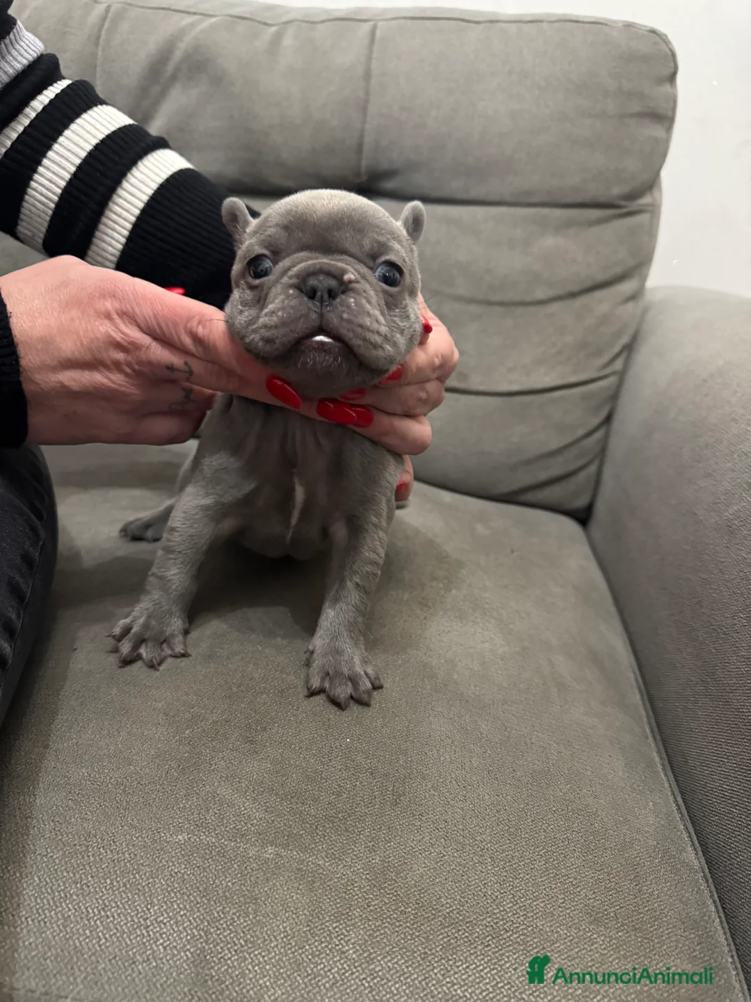 Bulldog Francese cani in vendita: Bulldog francese - Annuncio 5